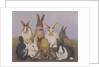Lucky rabbits by Pat Scott