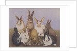 Lucky rabbits by Pat Scott