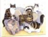 Tortoiseshell ladies by Pat Scott