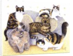 Tortoiseshell ladies by Pat Scott