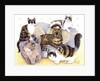 Tortoiseshell ladies by Pat Scott