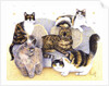 Tortoiseshell ladies by Pat Scott