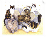 Tortoiseshell ladies by Pat Scott