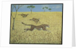 Sheer Speed by Pat Scott