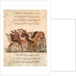 Ms Ar 5847 f.101, Herd of camels by Yahya ibn Mahmud Al-Wasiti