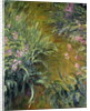 Iris by Claude Monet