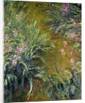 Iris by Claude Monet