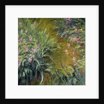 Iris by Claude Monet
