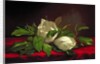 Magnolia by Martin Johnson Heade