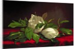 Magnolia by Martin Johnson Heade