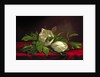 Magnolia by Martin Johnson Heade