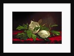 Magnolia by Martin Johnson Heade