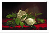 Magnolia by Martin Johnson Heade