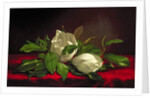 Magnolia by Martin Johnson Heade
