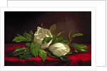 Magnolia by Martin Johnson Heade