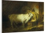 The White Bull in the Stable by Jean-Honore Fragonard