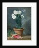 Still Life of Narcissi in a Terracotta Pot by Guillaume-Thomas-Raphael Taraval