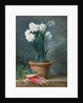 Still Life of Narcissi in a Terracotta Pot by Guillaume-Thomas-Raphael Taraval