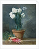 Still Life of Narcissi in a Terracotta Pot by Guillaume-Thomas-Raphael Taraval