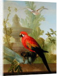 A Macaw and a Dove in an ornamental Garden, 1772 by Gerrit van den Heuvel