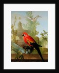 A Macaw and a Dove in an ornamental Garden, 1772 by Gerrit van den Heuvel