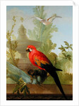 A Macaw and a Dove in an ornamental Garden, 1772 by Gerrit van den Heuvel