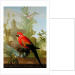 A Macaw and a Dove in an ornamental Garden, 1772 by Gerrit van den Heuvel