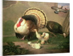 Turkeys by Johan Wenzel Peter