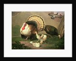 Turkeys by Johan Wenzel Peter