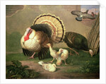 Turkeys by Johan Wenzel Peter