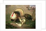 Turkeys by Johan Wenzel Peter