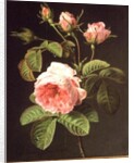 A Branch of Roses by Cornelis van Spaendonck