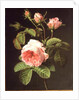 A Branch of Roses by Cornelis van Spaendonck