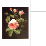 A Branch of Roses by Cornelis van Spaendonck