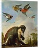 Chained monkey in a landscape by Melchior de Hondecoeter