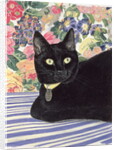 Black Cat by Anne Robinson