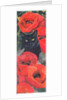 Black Cat with Poppies by Anne Robinson