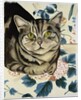 Tabby cat by Anne Robinson