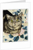 Tabby cat by Anne Robinson