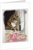 Stripy at the window by Anne Robinson