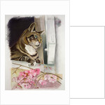 Stripy at the window by Anne Robinson