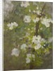 White Blossom by Henry Scott Tuke