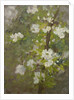 White Blossom by Henry Scott Tuke