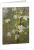 White Blossom by Henry Scott Tuke