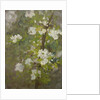 White Blossom by Henry Scott Tuke