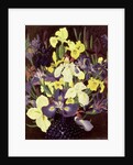 Group of Irises, c.1940 by Cedric Morris