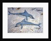 Dolphins by Greek Greek