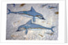 Dolphins by Greek Greek