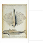 Fish found at Ilha Grande, Brazil by French School