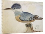 Bird, close to the Jay of France, near the Strait of Magellan by French School